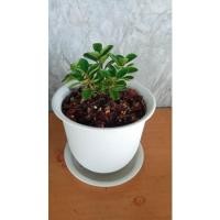 ราคา ช้อนเงิน ช้อนทอง(ไม้มงคล ไม้สะสม) กระถาง 4 นิ้ว (10711255609)