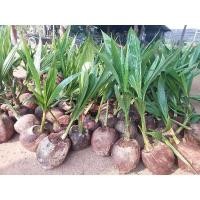 ราคา ต้นมะพร้าวน้ำหอม ต้นเตี้ย (23035708943)