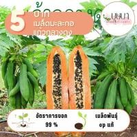 ราคา เมล็ดมะละกอแก้วกลางดง 5 บาท 10 เมล็ด (28819904408)