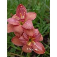 ราคา บัวดิน ดอกซ้อนสีส้ม Z.Darly Jay ดาลี่เจ5หัว40บาท (20031158585)