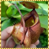 ราคา ต้นหม้อข้าวหม้อแกงลิง ต้นไม้กินแมลง (28869662030)