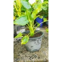 ราคา ต้นนางกวัก ปลูกเสริมดวงบารมี (28204348346)