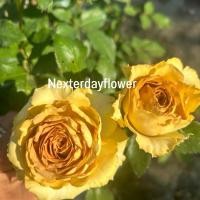 ราคา กุหลาบสปอยเลอร์ Spoiler.ดอกกุหลาบสีน้ำตาลทอง โทนสีมัสตาร์ด vintage จนสีค่อยๆอ่อนลงเป็นสีเบจอ่อน สวย ดอกใหญ่มาก (24065409796)