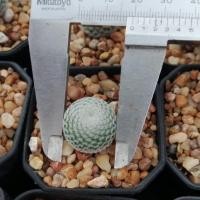 ราคา แมมนกฮูก Mammillaria perbella ไม้เมล็ด ขนาดเล็ก 2-2.5 ซม. ต้นกระบองเพชร ต้นแคคตัส (แคคตัส กระบองเพชร) (21049779696)
