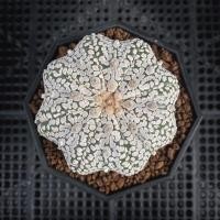 ราคา กระบองเพชร แอสโตรเว้าปลาดาว หน้าขาวทรงสวย (ส่งเคาะราก) (22304850153)