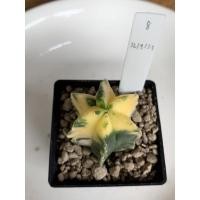 ราคา CactusAstrophytum (แคคตัส แอสโตร ด่าง) (10634471576)