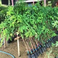 ราคา กิ่งพันธุ์มะขามหวาน(สีทอง) สั่งขั้นต่ำ5ต้น (6342554908)