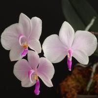 ราคา กล้วยไม้ ฟาแลนนอปซิส ผีเสื้อน้อย Phalaenopsis lowii ดอกสีชมพู (20828124874)