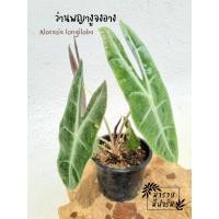 ราคา ต้นพญาจงอาง ว่านพญาจงอาง Alocasia longiloba ไม้มงคลป้องกันสิ่งไม่ดีเข้าบ้าน (4394006652)