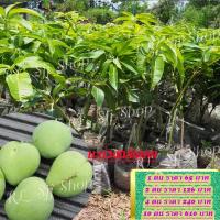 ราคา 10 ต้น ต้นกล้ามะม่วงตลับนาก เสียบยอดโตเร็ว ปลูกปีกว่าๆ ก็ออกผล รับประกันพันธุ์แท้ สินค้าพร้อมส่ง ต้นกล้ามะม่วงตลับนาก เ (9113514647)