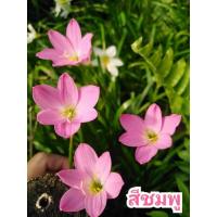 ราคา บัวดินจัดส่งเป็นหัวพร้อมปลูกชุด20หัว (25811269775)