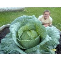 ราคา เมล็ดพันธุ์กะหล่ำปลียักษ์รัสเซีย (Giant Russian Cabbage seed)บรรจุ 100 เมล็ด ของแท้ คุณภาพดี ราคาถูก นำเข้าจากต่างประเทศ (15249551268)