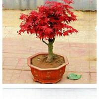 ราคา บอนไซเมเปิ้ลแดงต้นกล้าเมเปิ้ลแดงจีนเมเปิ้ลแดงญี่ปุ่นนักเต้นแดงเมเปิ้ลทองกองเตี้ยระเบียงในร่มไม้กระถาง (24940229965)