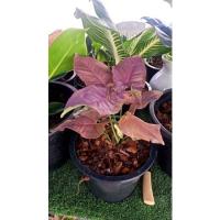 ราคา ออมชมพู/ต้นออมชมพูสวย (11915789520)