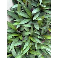 ราคา ว่านกาบหอยแครง/ไม้มงคล/ปลูกง่าย/ขายแบบเป็นยอด ต้นละ10บาท (42504228446)