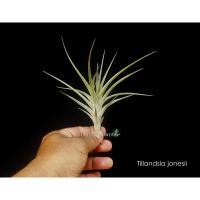 ราคา Tillandsia jonesii #tillandsia #airplant #bromeliad #ทิลแลนเซีย (23538145688)