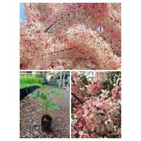 ราคา ต้นกัลปพฤกษ์ # 10 ต้น 199 บาท (29080414869)