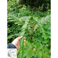 ราคา ต้นเกล็ดปลาหมอ/เปียนางฟ้า/เกล็ดลิ่นใหญ่เก็บสดน้ำหนัก100กรัม (40571023031)