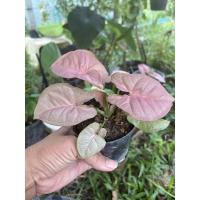 ราคา ออมชมพู หรือออมนาค ออมชมพูถูก Syngonium hybrid pink (11874316733)