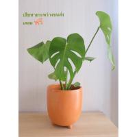 ราคา กระถางดินเผา 8 นิ้ว (ทรง terratubby) (8313802313)