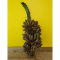 ราคา หน่อกล้วยานากกล้วยสวยงาม (8181928162)