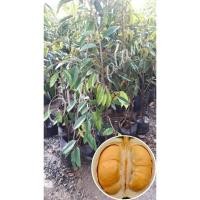 ราคา ต้นทุเรียนพันธุ์หนามดำ ขนาดต้นสูง 70-100 cm (1ต้น/แพ็ค) (4435254927)