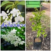 ราคา ต้นโมกพวง หรือ โมกซ้อน เป็นไม้ดอกหอมเย็นๆออกดอกทั้งปี ดอกเล็กๆสีขาวเป็นช่อน่ารัก หอมชื่นใจ (24511421205)