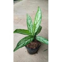 ราคา ต้นว่านเศรษฐีพันล้าน ว่านเศรษฐีรวยพันล้าน ใส่กระถาง 4 นิ้ว (12315891446)