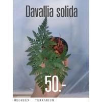 ราคา ต้นเฟิร์นนาคราช Davallia Solida (24164775796)