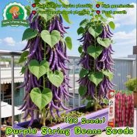 ราคา ปลูกง่าย พันธุ์ถั่วพุ่ม​ม่วง​​ ถั่วฝักยาวไร้ค้าง​ 20เมล็ด​ Purple String Beans Seeds for Planting Vegetables Plants (40073519390)