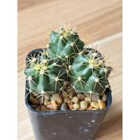 ราคา เฟอโรเล็บเหยี่ยว กระถาง 3 ต้น ขนาดกระถาง 2 นิ้ว ภาพสุดท้ายเป็นตัวอย่างตอนโต (40013940974)