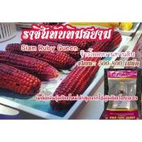 ราคา เมล็ดพันธุ์ข้าวโพดทานดิบ"ราชินีทับทิมสยาม"สายพันธุ์ทานดิบสายพันธุ์แรกของโลกแพคเป็นถุงละ500เมล็ด (7678784226)