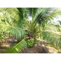 ราคา ต้นพันธุ์มะพร้าวน้ำหอมแท้ต้นเตี้ย (50250536976)