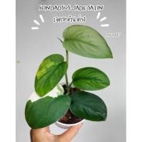 ราคา เจดซาตินด่าง scindapsus jade satin variegated (28052398232)