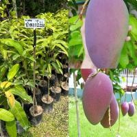 ราคา ต้นมะม่วงน้ำดอกไม้สีม่วง กิ่งเสียบยอด 8-12 เดือนติดผล ขนาดต้น 70-80 ซม. (29600840873)