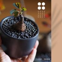 ราคา ต้นมะยมเงิน มะยมทอง พร้อมกระถางเซรามิคญี่ปุ่น (10403968192)