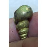 ราคา หอยสังข์หล่อโลหะไม่สร้างเกจิพระบ้านๆราคาแบ่งปัน (22563592675)