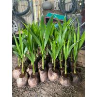 ราคา พันธุ์มะพร้าวน้ำหอมต้นเตี้ยแท้( สูง 30 cm. ) ลูกดก รากหอม รับประกันพันธุ์แท้ 100% (9176577212)