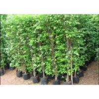 ราคา ต้นโมกพวง 80-100 ม. ต้นสวย ไม้มงคล กลิ่นหอม (10485455997)