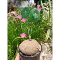 ราคา บัวบกโขด ขนาด 6-8 cm. size M #ไม้ฟอกอากาศ ไม้โขดน่ารักๆ สุดฮิต (11203280762)