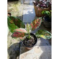 ราคา แก้วกาญจนาหรืออโกลนีมา(Aglaonema) (17306470036)