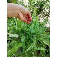 ราคา เฟิร์น​ใบมะขาม​ ปลูก​ง่าย​สวยงาม (3000000101)