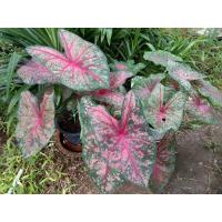 ราคา บอนสีเจ้ากรุงเดนมาร์กฟอร์มกอใหญ่มาก (11466068980)