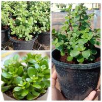 ราคา ขาย ต้นพันธุ์ ต้นคลาสซูล่า 1 ต้น เบนซ์ (9908495078)