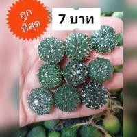 ราคา แอสโตรไฟตั้ม แอสโตรไฟตัม แอสโตร Astro astrophytum ไม้เมล็ด กระบองเพชร แคคตัส (9653003122)