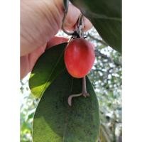 ราคา ต้นละมุดสีดา ไม้​โบราณ​ (9320572652)