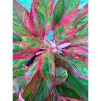 ราคา ต้นรวยล้นฟ้า ต้นแสงเงินแสงทอง 1 ต้น ✨ (11268740617)