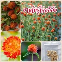 ราคา เมล็ดดอกบานไม่รู้โรย สีส้ม 70 เมล็ด บานไม่รู้โรย (23432680601)