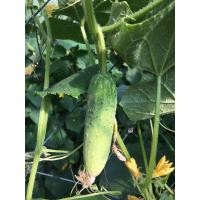 ราคา ต้นพันธุ์ แตงกวา ถุงดำ 29 บาท พร้อมปลูก แตงกวา Cucumber มีรสชาติหวานน้อยและมีน้ำเยอะ บำรุงผิวพรรณ (27283373295)