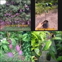 ราคา (2ต้น)(vาย ต้นพันธุ์) ต้น มะม่วงน้ำดอกไม้ สีม่วง ต้นมะม่วงน้ำดอกไม้ มะม่วง ต้นมะม่วง น้ำดอกไม้ เสียบยอด happy (16525321471)